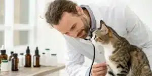 Veterinarian in lab coat examining a tabby cat with a stethoscope on a white table, with bottles.