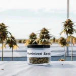 Outdoor cannabis farm with feminized seeds jar on table and flowering cannabis plants in the background