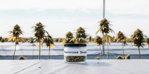 Outdoor cannabis farm with feminized seeds jar on table and flowering cannabis plants in the background