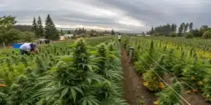 Close-up of lush autoflower cannabis plant outdoors under golden light.