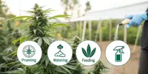 Gloved grower watering outdoor cannabis plants, with illustrated icons highlighting pruning, watering, and feeding for mold prevention.