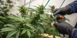Gloved hands trimming dense buds, showing how to prune outdoor cannabis plants for healthier growth.