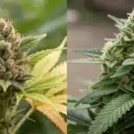 Side-by-side close-up of two cannabis buds: one with golden-yellow leaves, the other vibrant green.