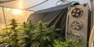 Cannabis plants growing under a translucent enclosure in an outdoor weed greenhouse, featuring large ventilation units.
