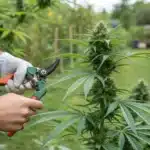 Close-up of a gardener pruning marijuana plants outside using sharp shears to promote healthy growth.