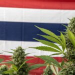 Lush cannabis plants with dense buds growing in front of a Thai flag