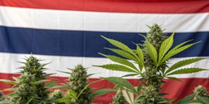 Lush cannabis plants with dense buds growing in front of a Thai flag