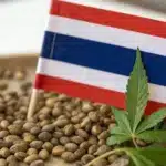 Cannabis seeds in glass trays with a Thai flag and hemp leaves, symbolizing cultivation.
