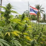 Lush cannabis plants growing in a Thai farm with a Thai flag waving in the background, surrounded by tropical vegetation and structures.