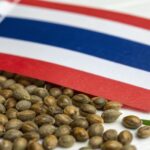 Cannabis seeds in plastic containers with a Thai flag and a hemp leaf in the background.