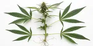 Realistic Cannabis Plant Anatomy Diagram showing labeled roots, stem, branches, leaves, and buds.