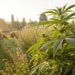 Fresh herbs and cannabis representing ashwagandha and thc in a natural setting.