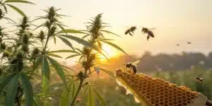 Honeycomb and bees near hemp plants for canna bees honey