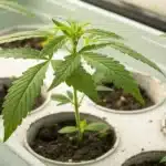 Close-up of healthy cannabis clone seedlings growing in individual white propagation trays.