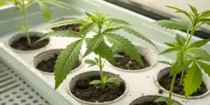Close-up of healthy cannabis clone seedlings growing in individual white propagation trays.