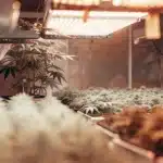 Hand in red sleeve holding cannabis branch for inspection under bright indoor grow lights.