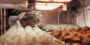 Hand in red sleeve holding cannabis branch for inspection under bright indoor grow lights.