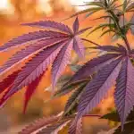 Cannabis colour change displayed on serrated purple and crimson leaves against a warm autumn background.