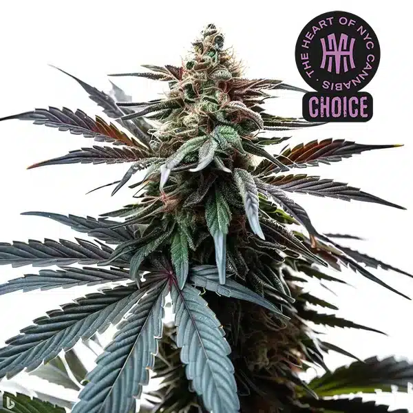 Cap Junky plant with fat resin-coated buds, purple hues, and sugar leaves under studio lighting.