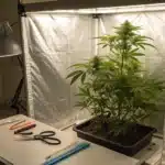 Healthy cannabis mother plant under LED lights in an indoor grow tent