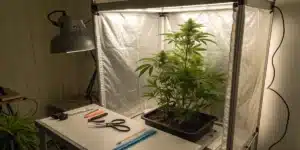 Healthy cannabis mother plant under LED lights in an indoor grow tent