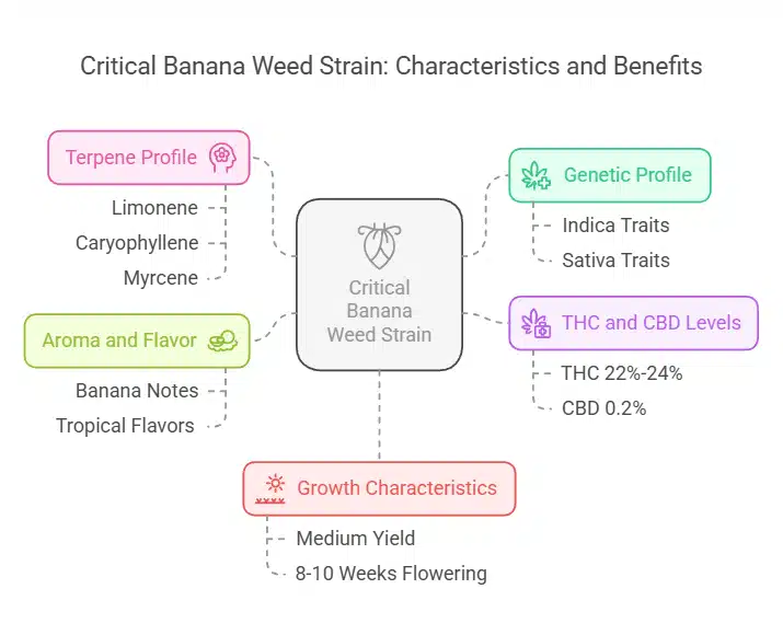 Clear description of Critical Banana Weed Strain with dense, resinous buds showing hints of banana coloration, accompanied by concise textual annotations.