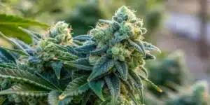 Detailed grow info for Critical Banana Weed Strain featuring a vibrant cannabis plant with subtle banana hues, illuminated under grow lights in a well-equipped indoor setup.