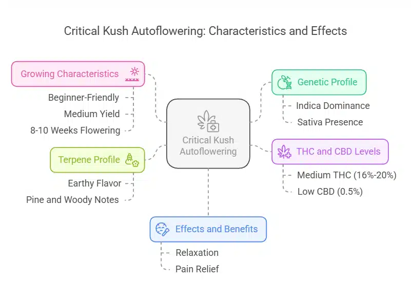 Comprehensive description of Critical Kush Autoflowering, featuring dense, sticky buds with earthy and citrus notes, alongside annotated visuals.