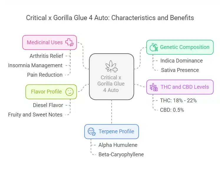 Comprehensive description of Critical x GG 4 Auto highlighting dense buds, a potent aroma, and balanced effects with clear textual annotations.