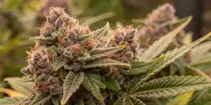 Detailed grow info for Critical x GG 4 Auto featuring a step-by-step infographic on cultivation stages and yield optimization in an indoor setting.