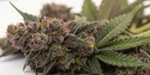 Detailed grow info for Dark Star Auto Fem, featuring key cultivation tips, optimal nutrient schedules, and ideal lighting conditions for robust auto-flowering growth.