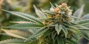 Realistic indoor grow room scene featuring densest weed strains with heavy, compact buds and vibrant colors.