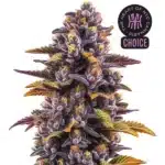 Forbidden Fruit cannabis plant with vibrant purple buds and orange pistils surrounded by lush foliage.