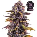 Forbidden Runtz Auto with dense purple buds, orange pistils, and sugar leaves with yellow and green tones.