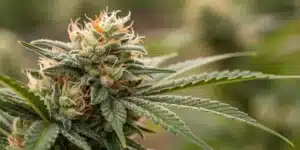 Close-up of a Gelonade cannabis bud covered in trichomes with orange pistils.