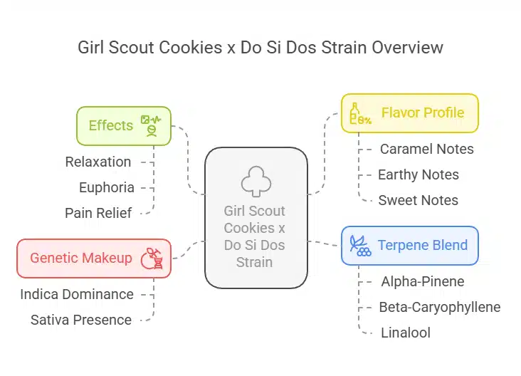 description of Girl Scout Cookies x Do Si Dos Strain highlighting its potent aroma, balanced effects, and unique growth characteristics.