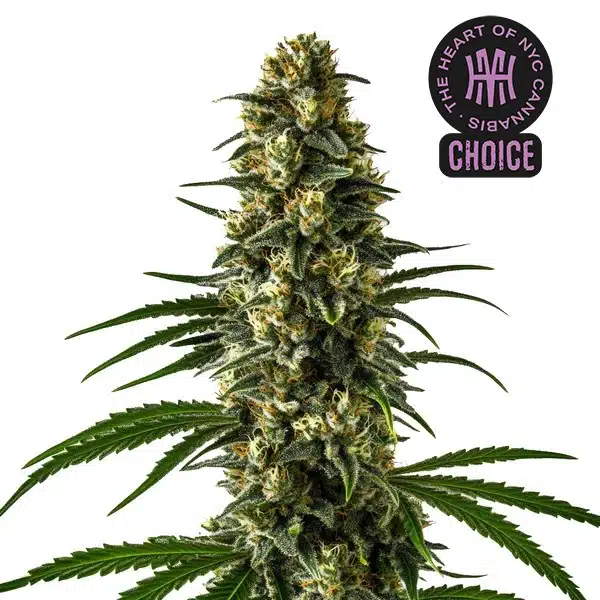Girl Scout Cookies cannabis plant with dense nug structure, bright orange hairs, and deep green sugar leaves.