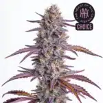 Glookies strain displaying frosty green buds with thick orange hairs and dark green sugar leaves.