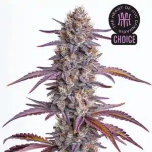 Glookies strain displaying frosty green buds with thick orange hairs and dark green sugar leaves.