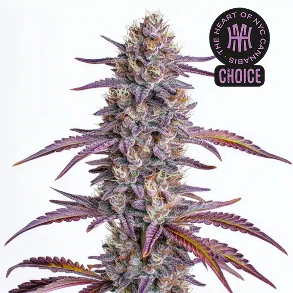 Glookies strain displaying frosty green buds with thick orange hairs and dark green sugar leaves.