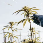 Gloved hand inspecting a cannabis plant under bright daylight in an outdoor garden.