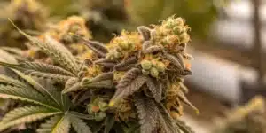 Detailed grow info for Gold Leaf Autoflower Strain outlining key tips for autoflowering cultivation, nutrient schedules, and optimal growth stages.