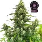 Gorilla Glue #4 Auto strain covered in frosty resin with compact, sticky flower clusters.