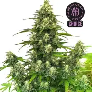 Gorilla Glue #4 Auto strain covered in frosty resin with compact, sticky flower clusters.