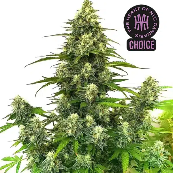 Gorilla Glue #4 Auto strain covered in frosty resin with compact, sticky flower clusters.