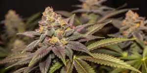 Comprehensive grow info for Gorilla Glue x Gelato, outlining outdoor cultivation tips, nutrient schedules, and optimal growth stages.