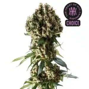 Granddaddy Purple strain with vibrant purple buds, orange pistils, and frosty trichomes.