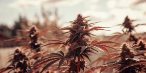 Close-up of a vibrant green cannabis bud against a clear blue sky.