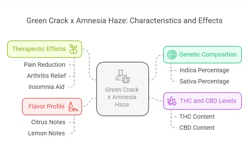 Description of Green Crack x Amnesia Haze, highlighting its energizing effects, citrus aroma, and balanced growth characteristics.