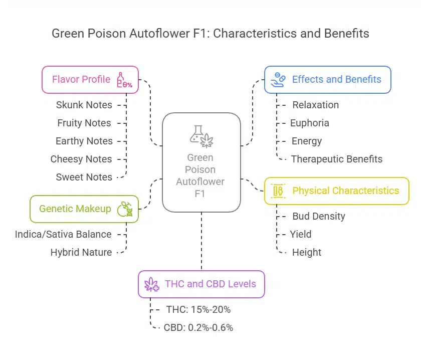 Detailed description of Green Poison Autoflower F1, highlighting its potent, resinous buds with a vibrant green hue and balanced effects.